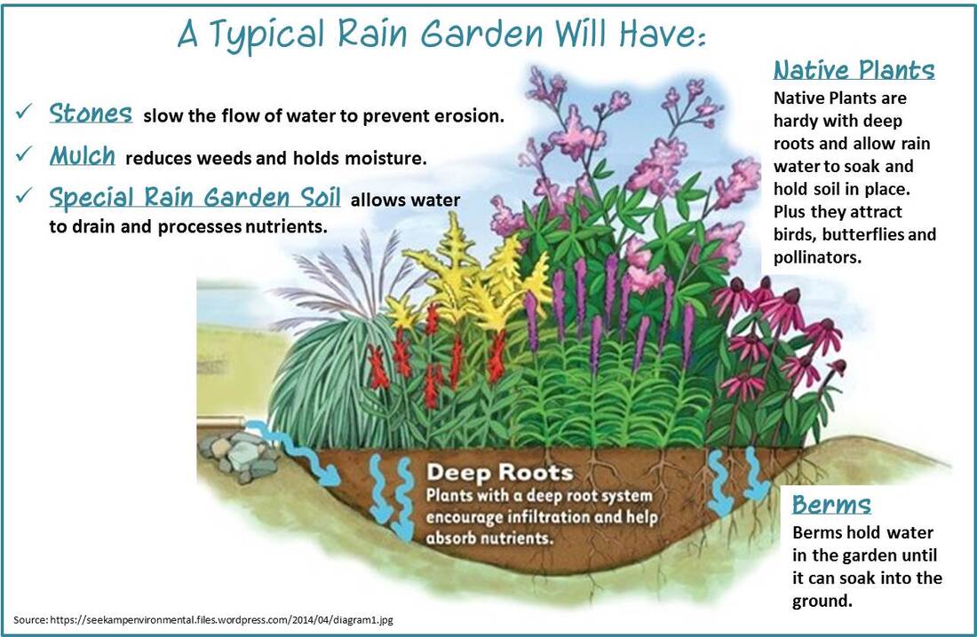 A poster with a drawing of a rain garden and a list of their typical features: stones, mulch, engineered soil, native plants, deep roots, and a berm.